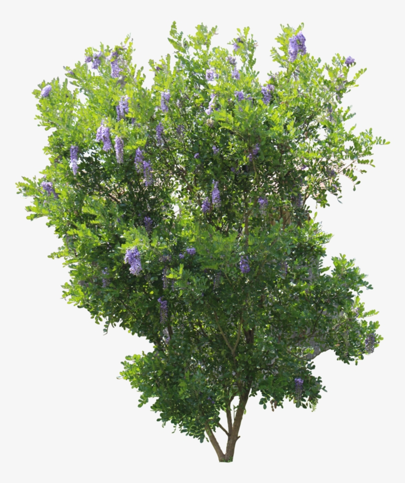 Mountain Laurel Png Vector - Kruin Van Een Boom, transparent png