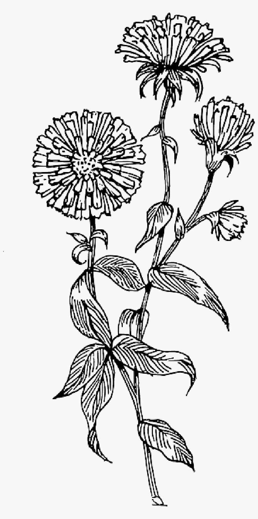 Outline - Black Outline Flowers Png, transparent png