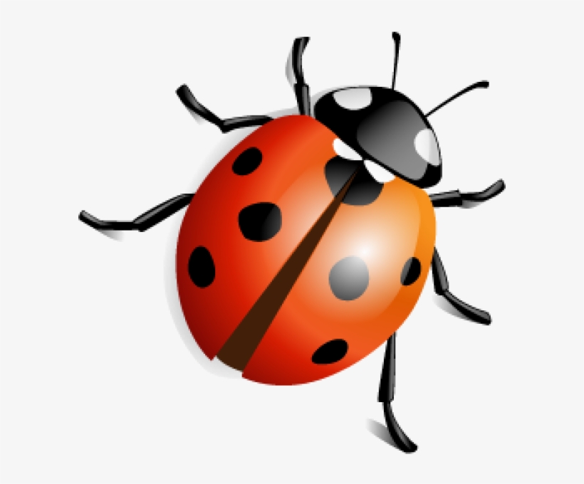 Lady Bug Png Free Download - Insects Png, transparent png