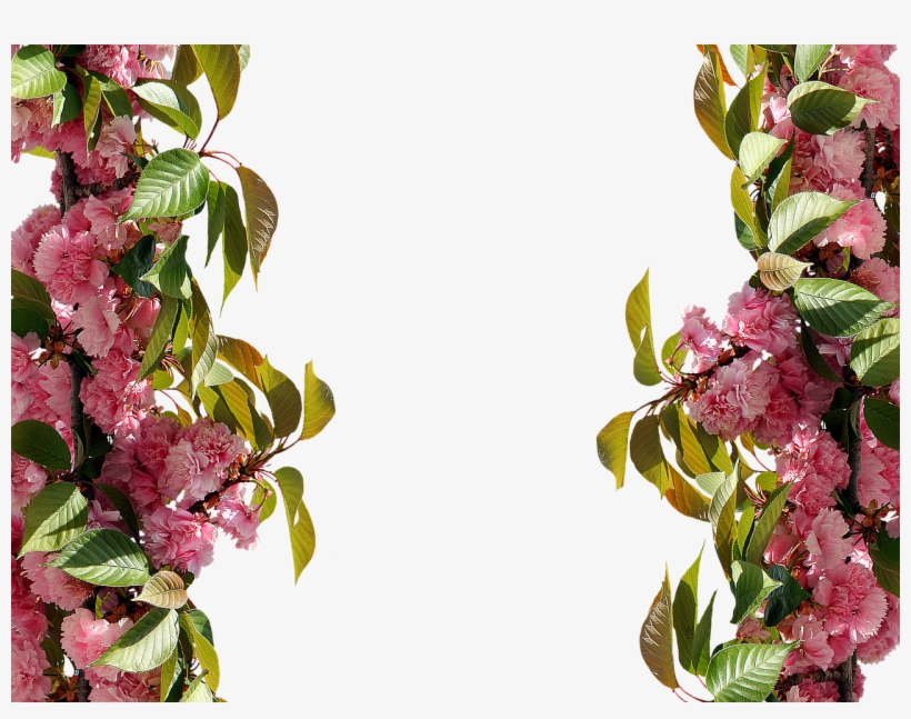 Roses,frame,pink Rose,picture - Cadre Rose, transparent png