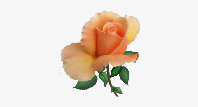 Pink Rose Png Clip Art Image - Peach Flowers Png Transparent, transparent png