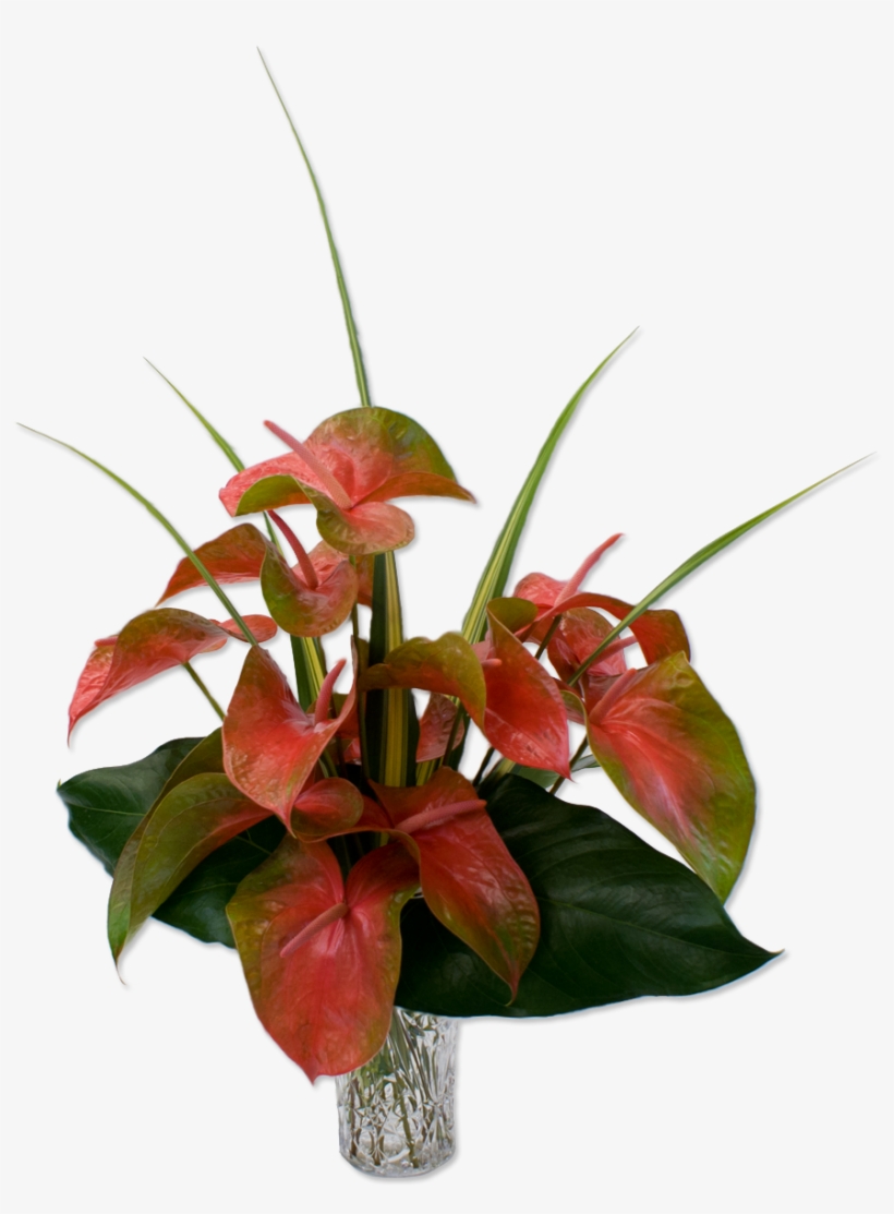 Cute Anthurium Pink Tropical Flower Lovely And Green - Hawaiian Flowers Bouquet Transparent, transparent png