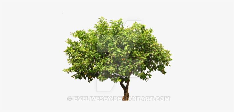 Lemon Tree Top Png - Lemon Tree Cut Out, transparent png