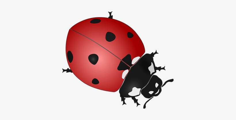 Ladybug Insect Beetles Coccinellidae Ladyb - Ladybird Black And White, transparent png