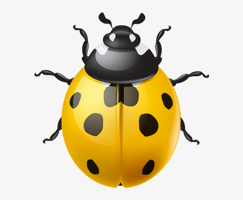 0, - Ladybird Png, transparent png