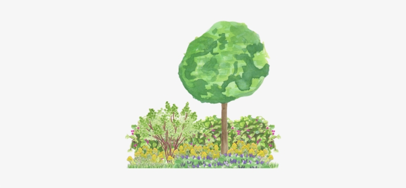 Using Predefined Template And Plant Patterns - Wild Cabbage, transparent png