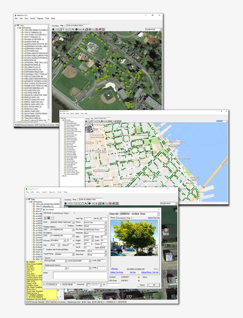 Tree Management Software - Management, transparent png