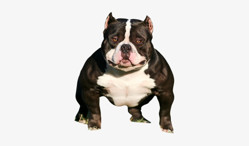 Pitbull Head Png - American Bully Peso, transparent png