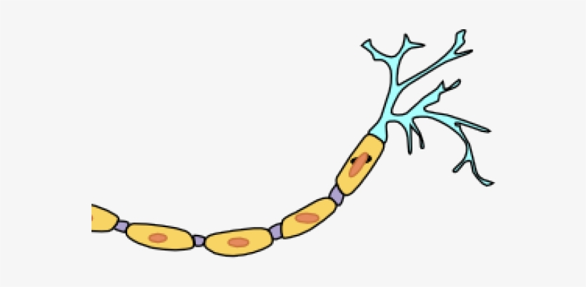 Neuron Clipart Animated - Regions Of The Neuron, transparent png