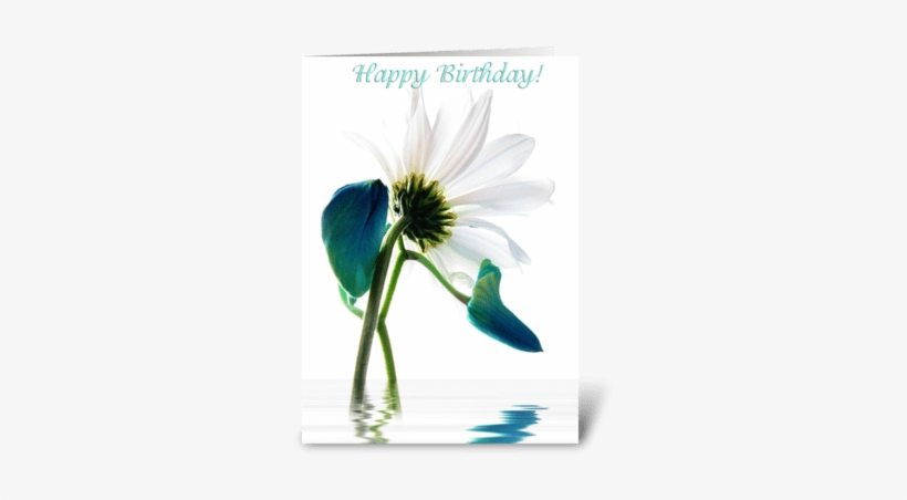 Daisy Greeting Card - Oxeye Daisy, transparent png