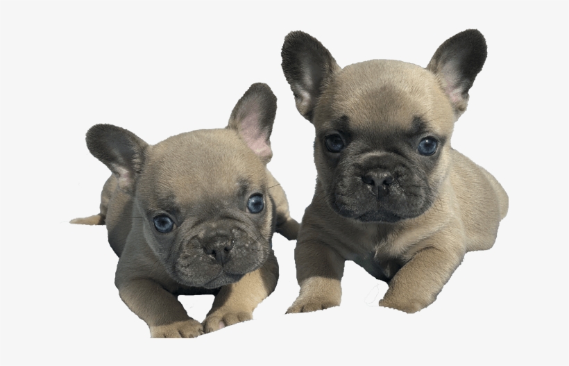 Life Is Better With A Frenchie - French Bulldog, transparent png