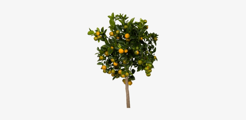 View Collectionwhere To Buy - Black Walnut Tree Small, transparent png