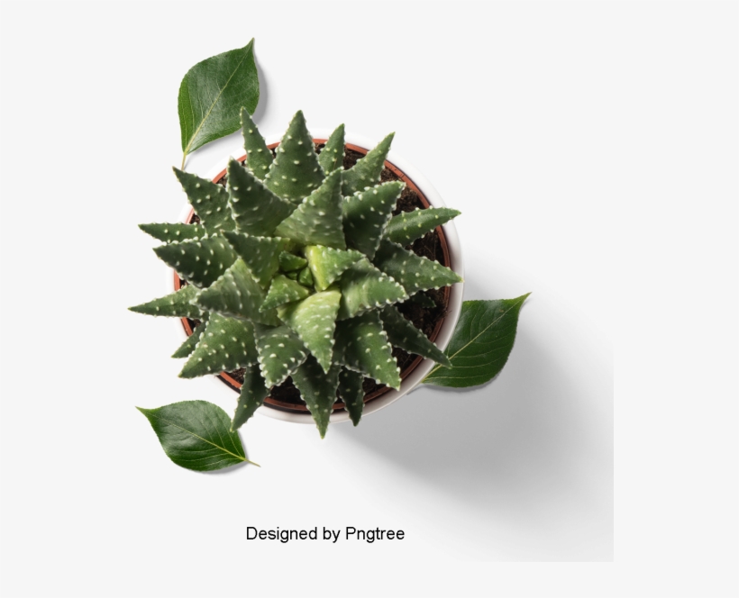 Fresh And Fleshy Plant Potted, Multi Meat, Plant, Potted - Plants, transparent png