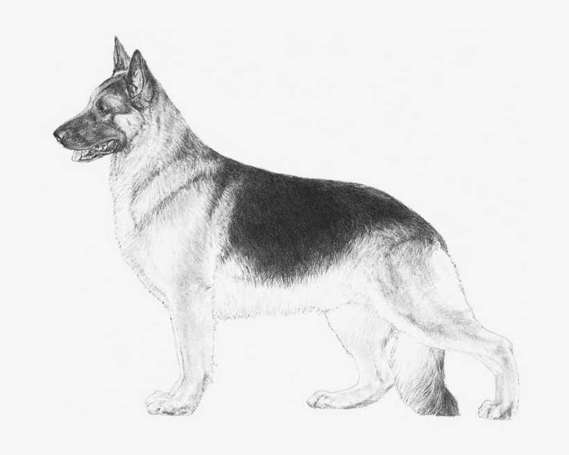 Embark Dog Dna Test - German Shepherd, transparent png