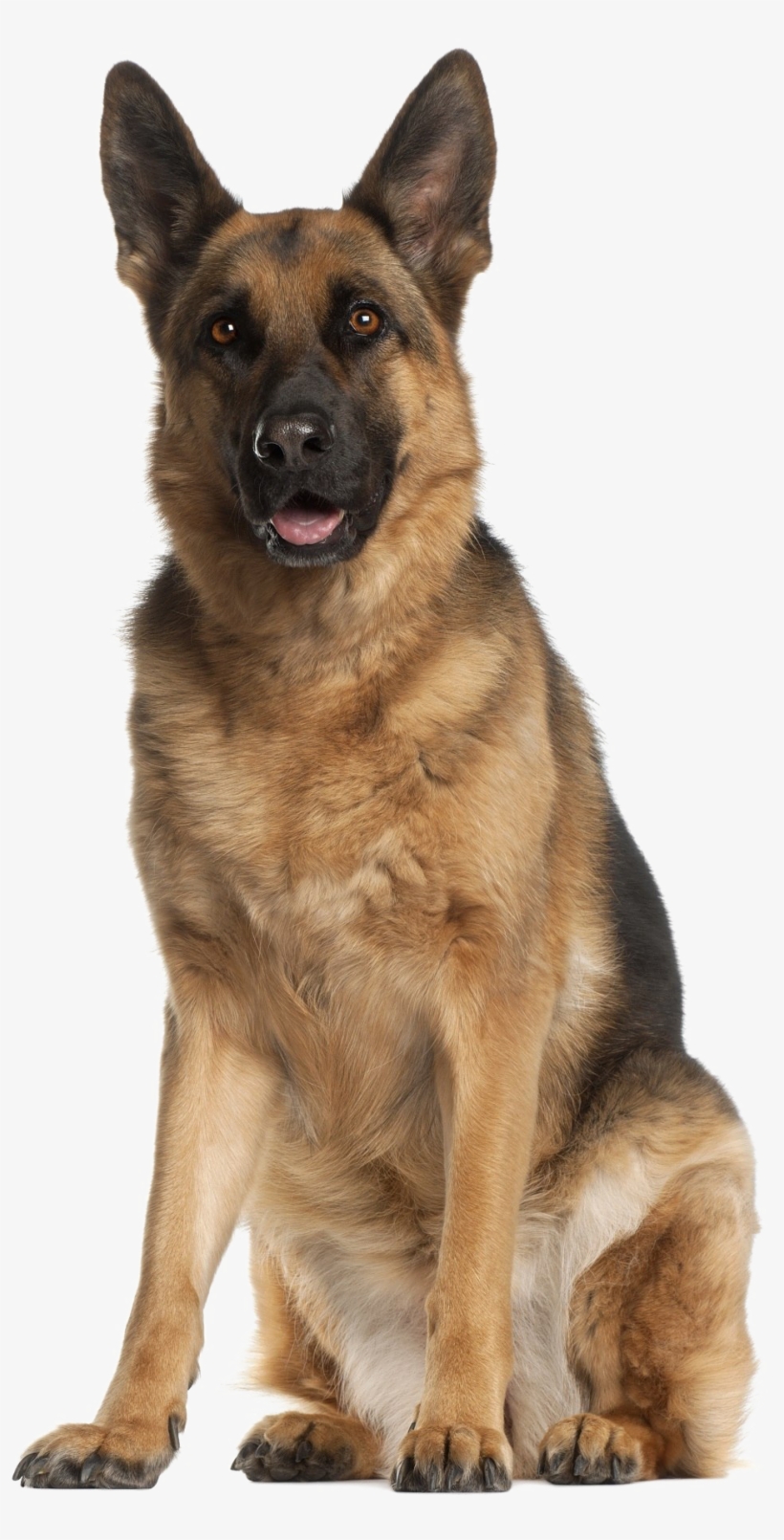 German Shepherd Png Download Image - German Shepherd, transparent png