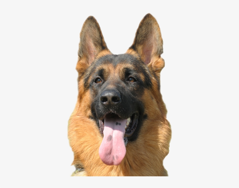 About Hawkeye German Shepherds - German Shepherd Dog Png, transparent png