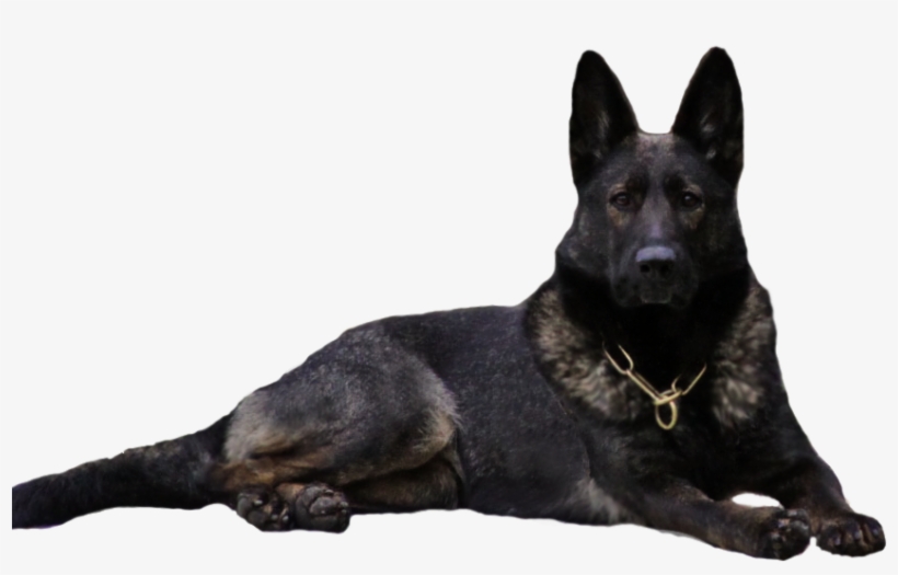 Black Sable German Shepherd, Czech German Shepherd, - Eastern German Shepherd Black, transparent png