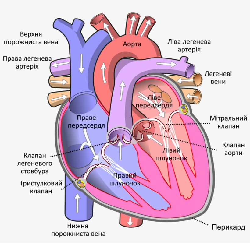 1,024 Pixels - Human Heart, transparent png