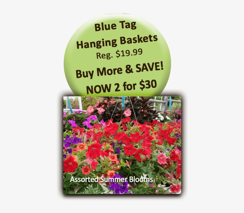 Blue Tag Hanging Baskets - Impatiens, transparent png