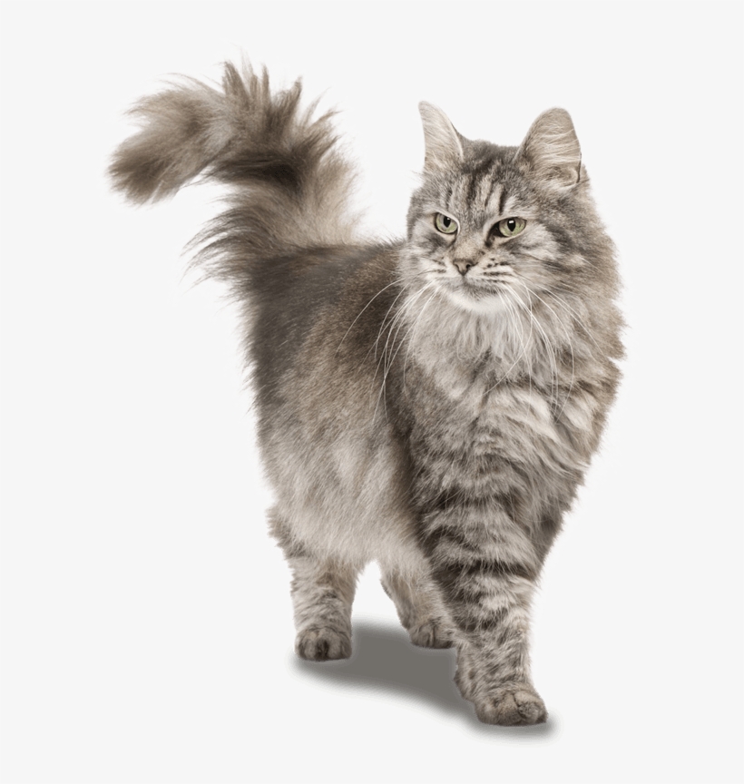 Siberian Cat, transparent png
