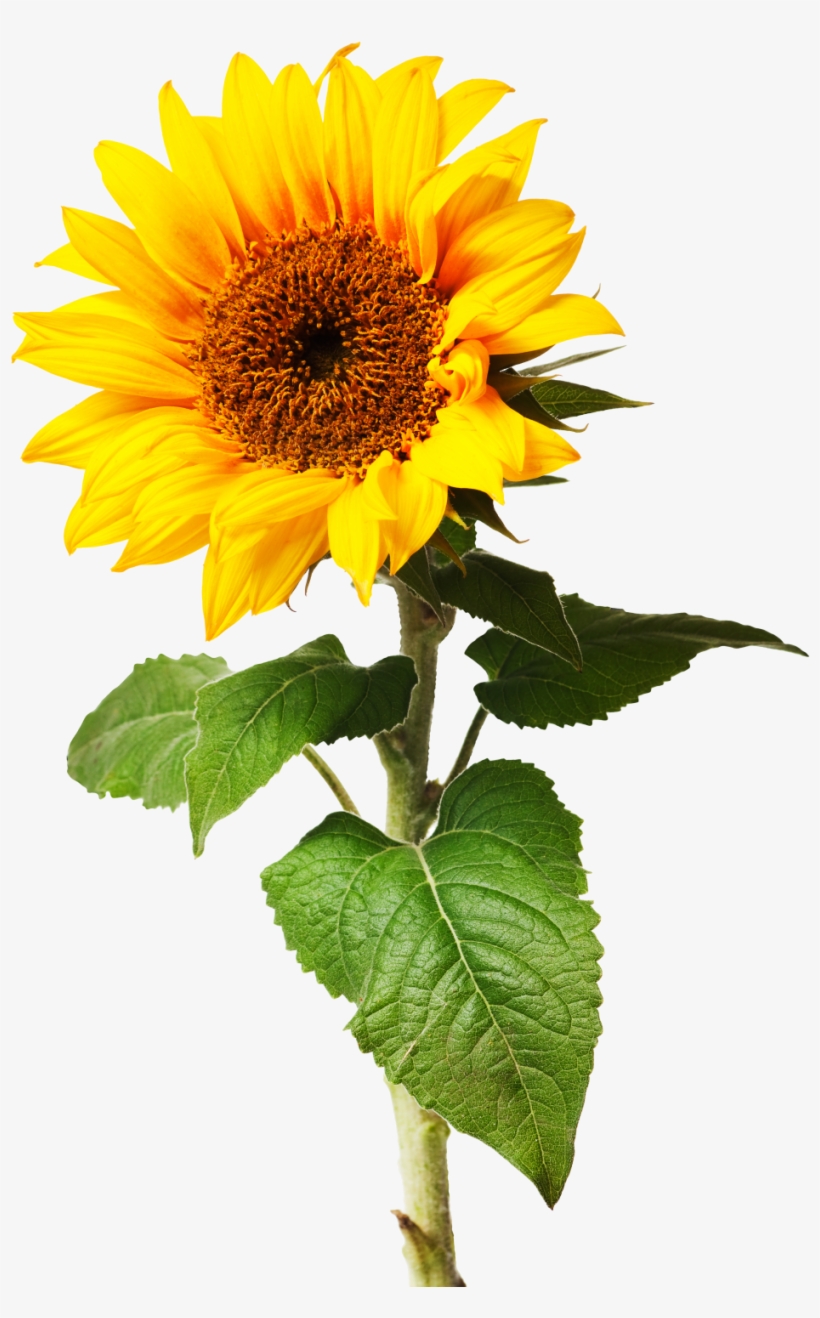 Sunflowers Png Individual Graphic Royalty Free Library, transparent png