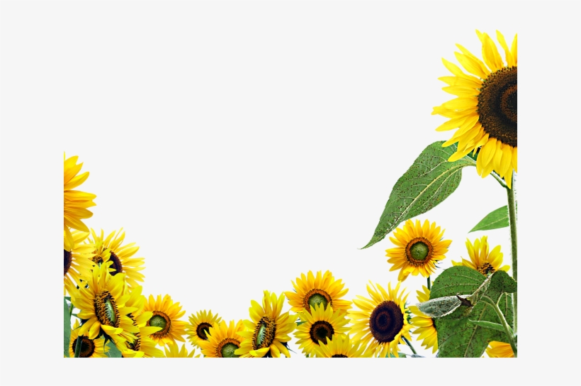Sunflowers Png Transparent Images, transparent png