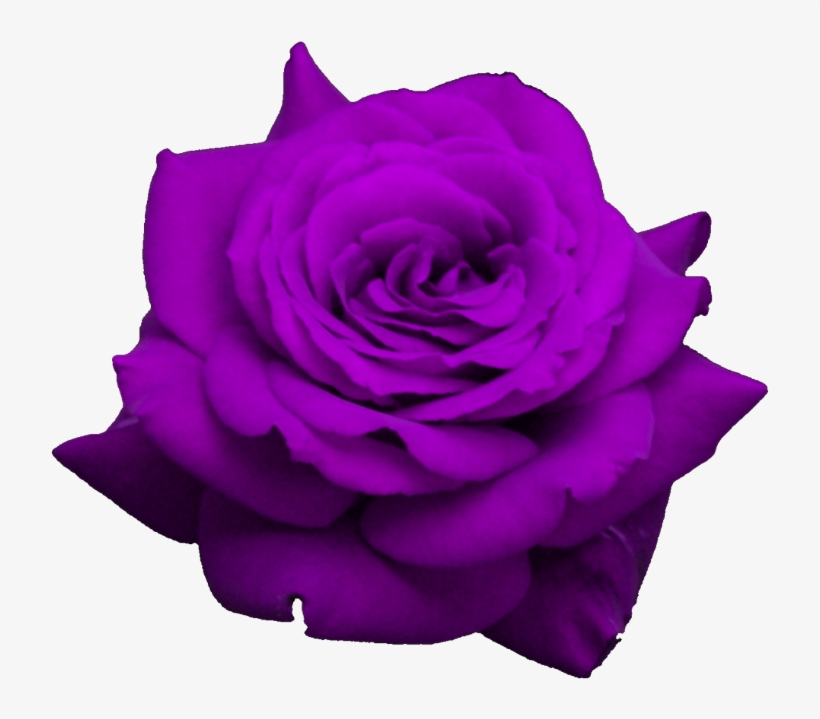 Rose, transparent png