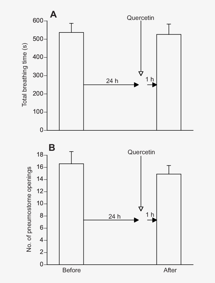 The Breathing Behaviour In Snails In Hypoxic Pond Water - Diagram, transparent png