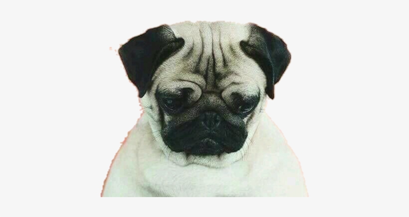 Dog, Pug, And Wallpaper Image - Loulou The Pug: A Book By Meetthepugs, transparent png