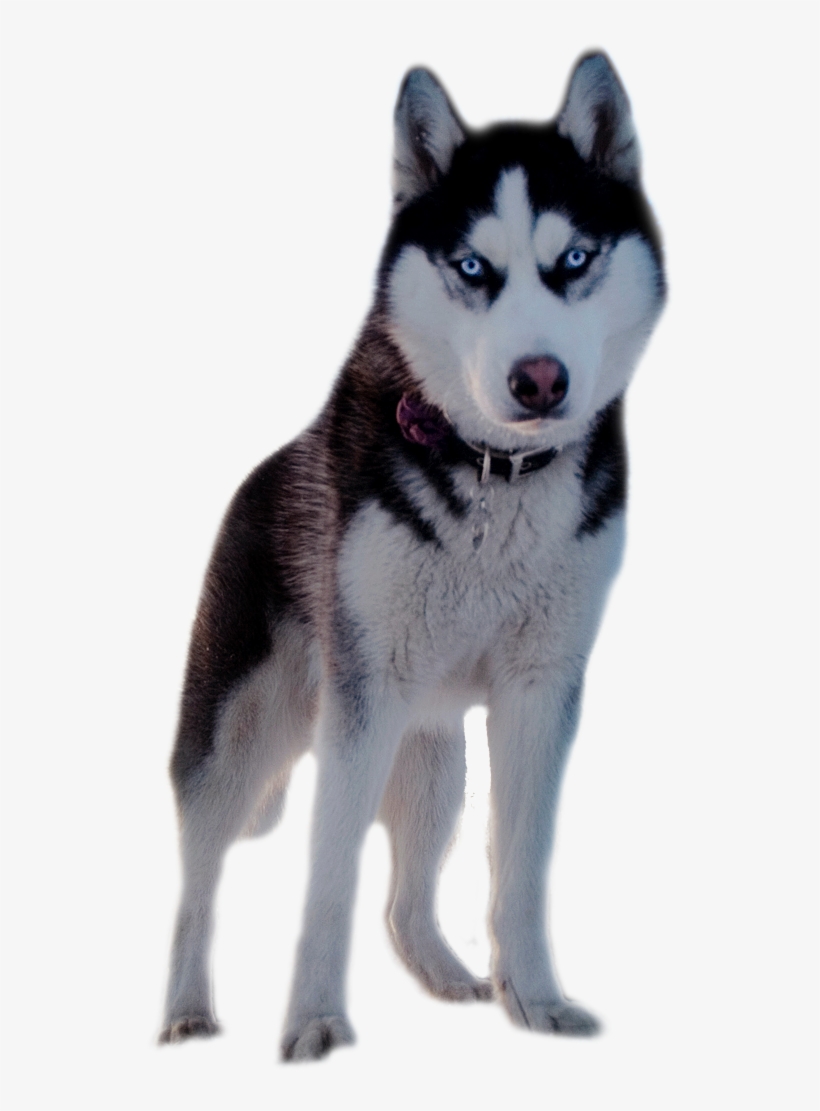 Хаски - Husky Siberiano Fondo Transparente, transparent png