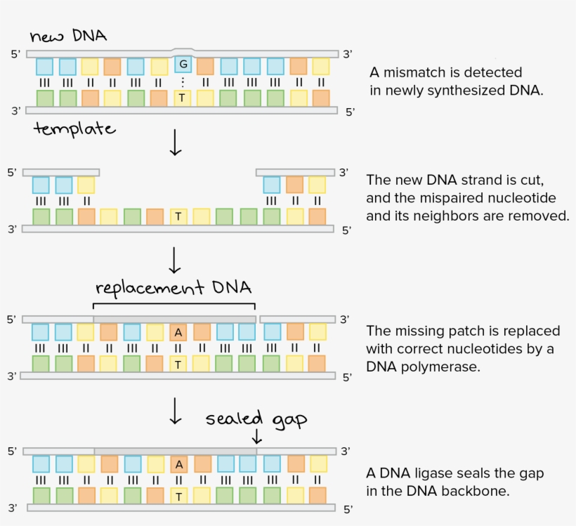 A Mismatch Is Detected In Newly Synthesized Dna - Dna Replication, transparent png