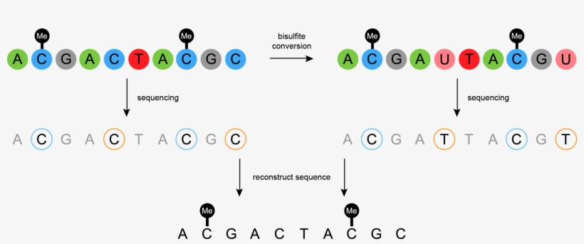 Nucleic Acid Sequence, transparent png