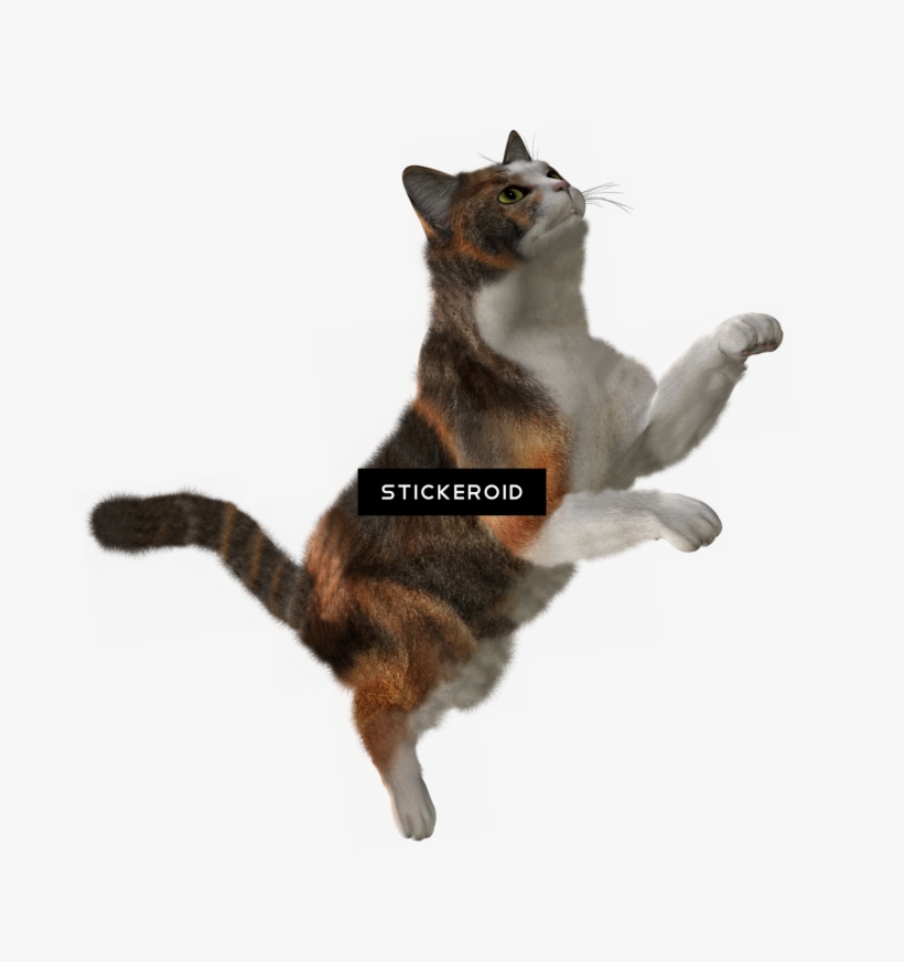 Cat, transparent png