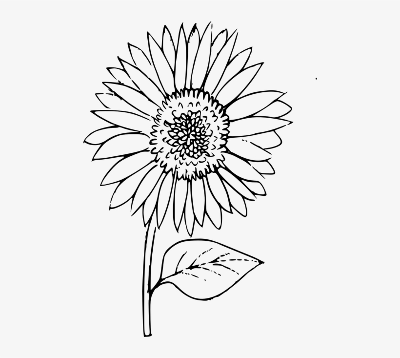 Coloring Pictures Of Sunflowers Fresh Coloring Sunflower, transparent png