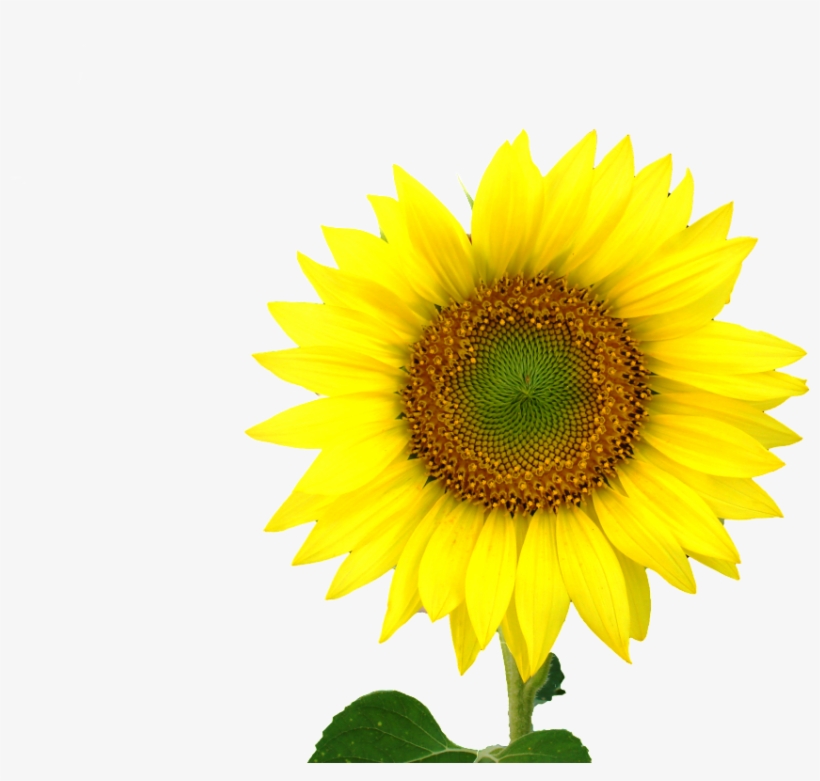 Sunflower Png, transparent png
