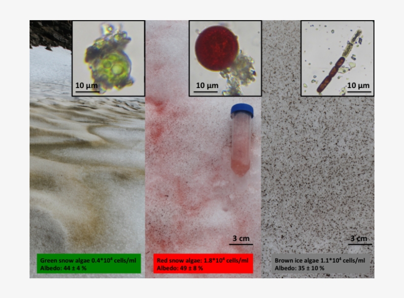 Black Snow Algae In Ice - Algae Greenland Ice Sheet, transparent png