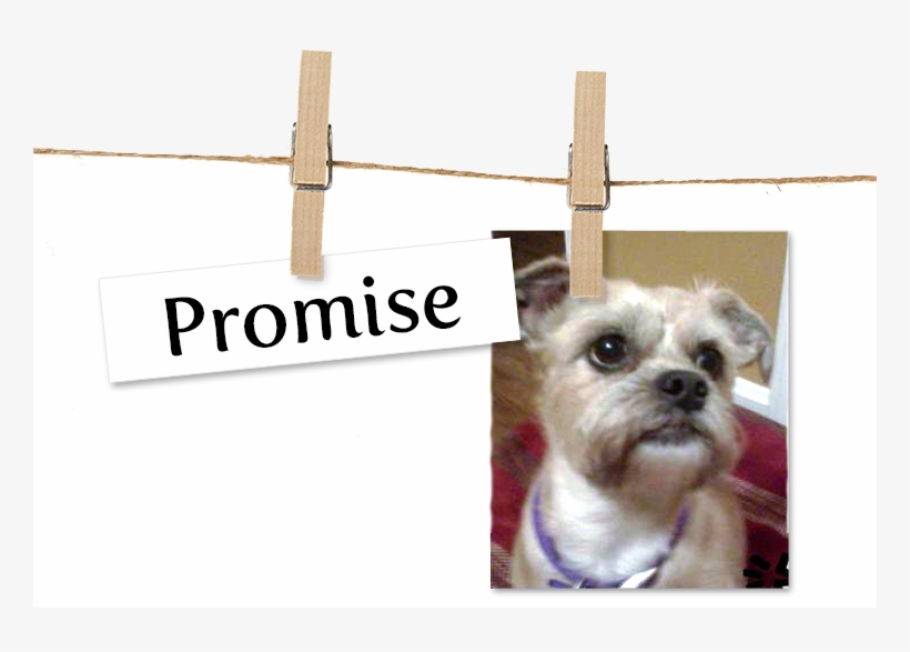 Puppy Clipart Morkie Puppy Yorkshire Terrier - Pet, transparent png