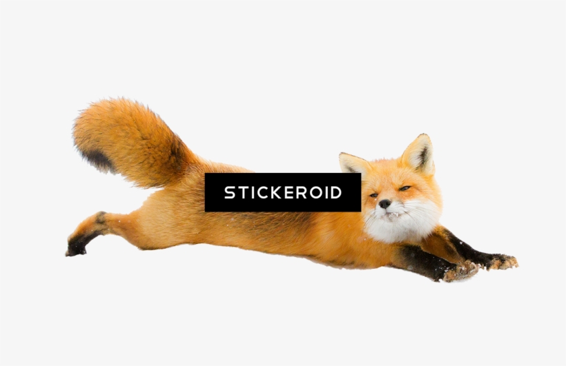 Fox Animals - Marketing, transparent png