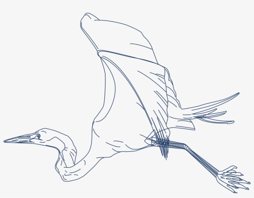 Marine Debris - Duck, transparent png