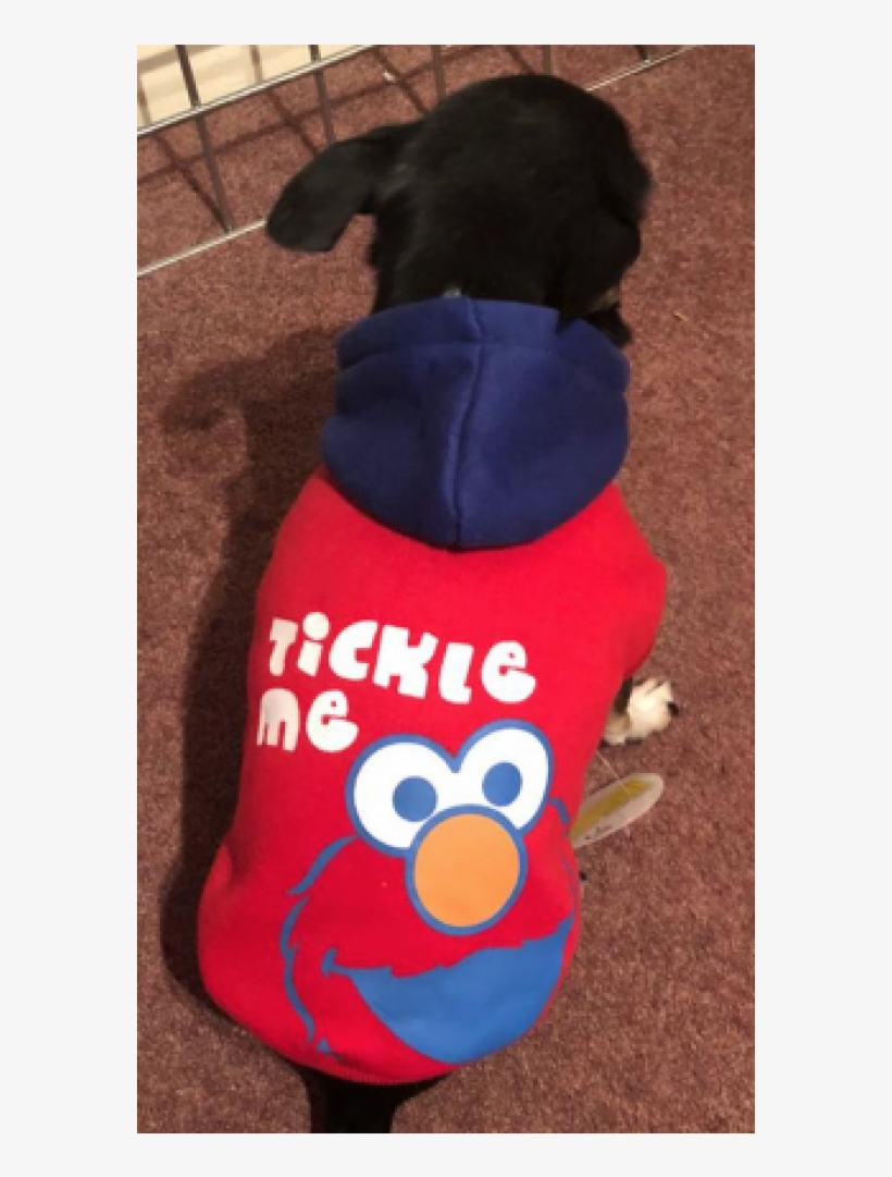Dog Clothes, transparent png