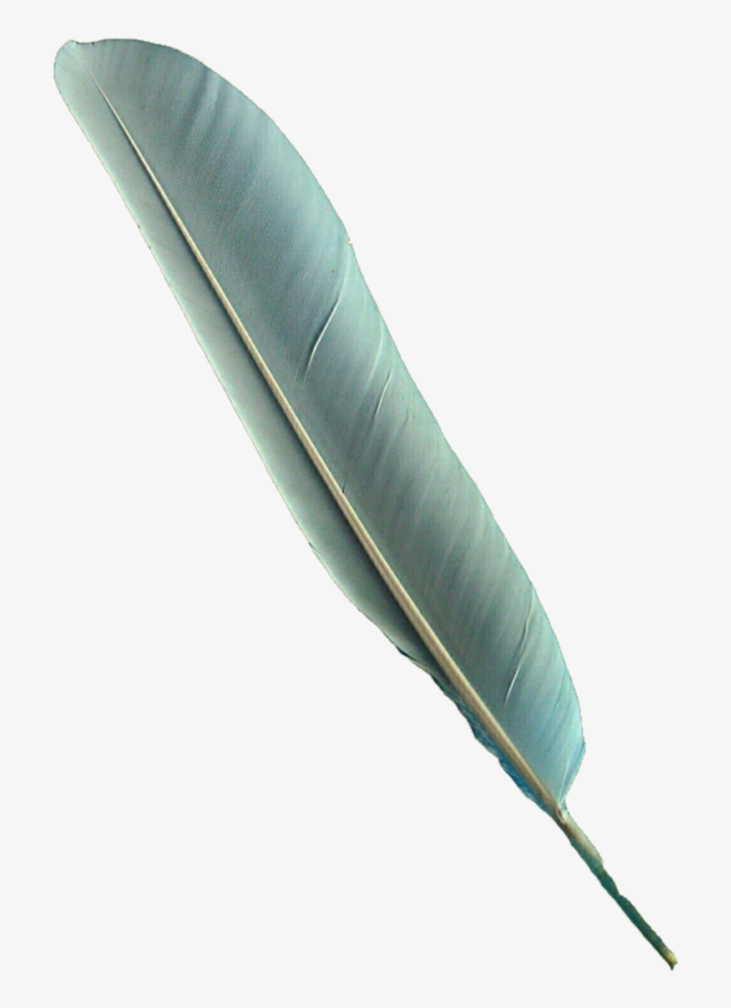 Bird Feather Png - Bird Feather Pen Png, transparent png