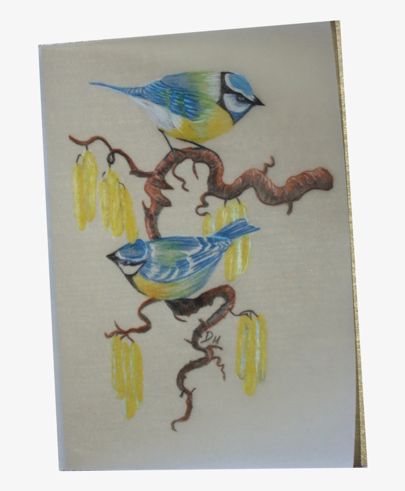 Farbstift Zeichnungen Auf Pergamentpapier - Blue Jay, transparent png