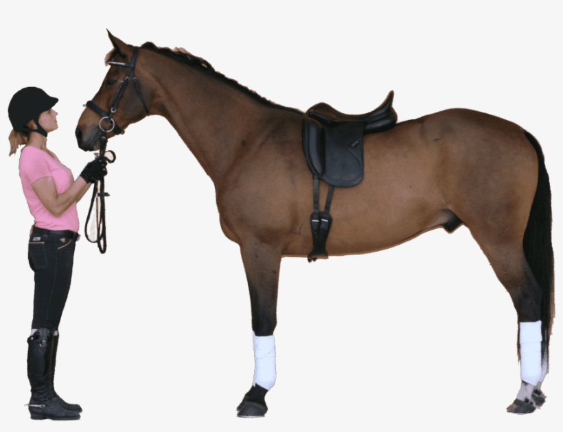 Equestrian Imports Your Full Service On Line Source - Perfect Fit Saddle On Horse, transparent png