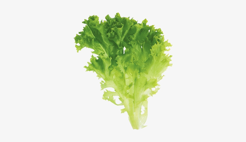 Salanova® Lollo Green - Tree, transparent png