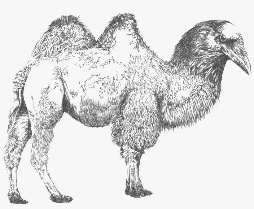 File - Cuermello - Bactrian Camel, transparent png