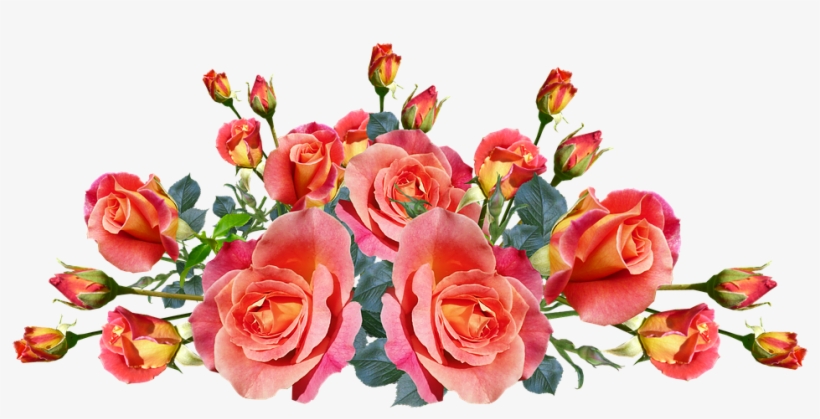Roses, Flowers, Garden, Arrangement, Nature - Photograph, transparent png