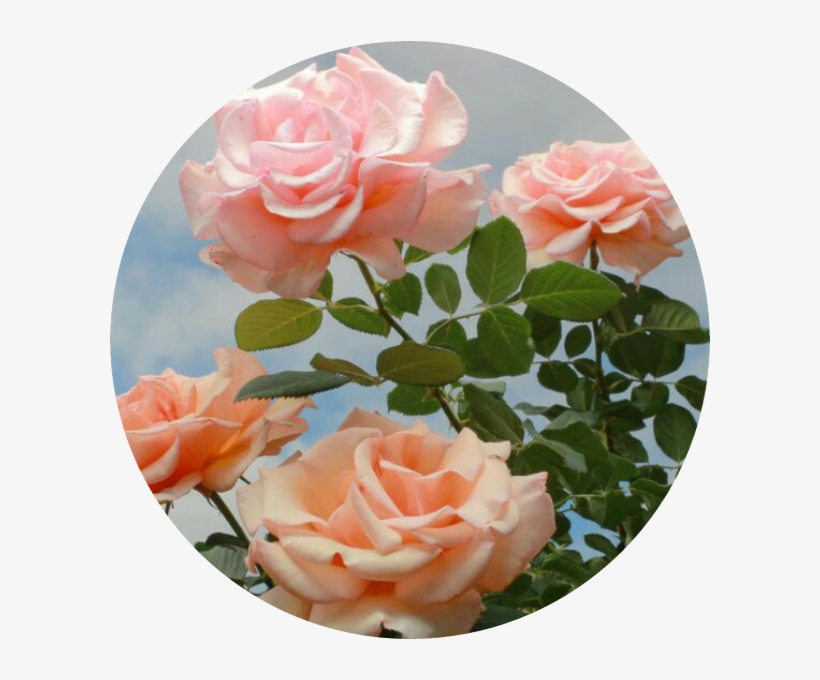 Download Flowerpower S Rosas Flores Roses Circulo Vintage Png Vintage Rose Lapel Pin Rose Pin Jacket Pin Backpack Full Size Png Image Pngkit