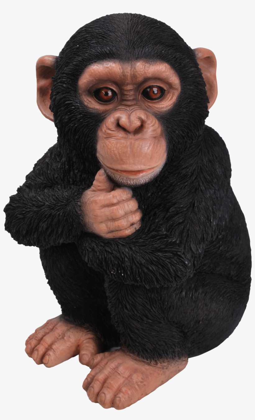 Rl Baby Chimpanzee F - Hi-line Gift Ltd Baby Monkey Statue, transparent png