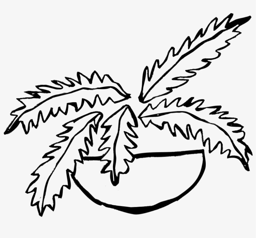 Fern, transparent png