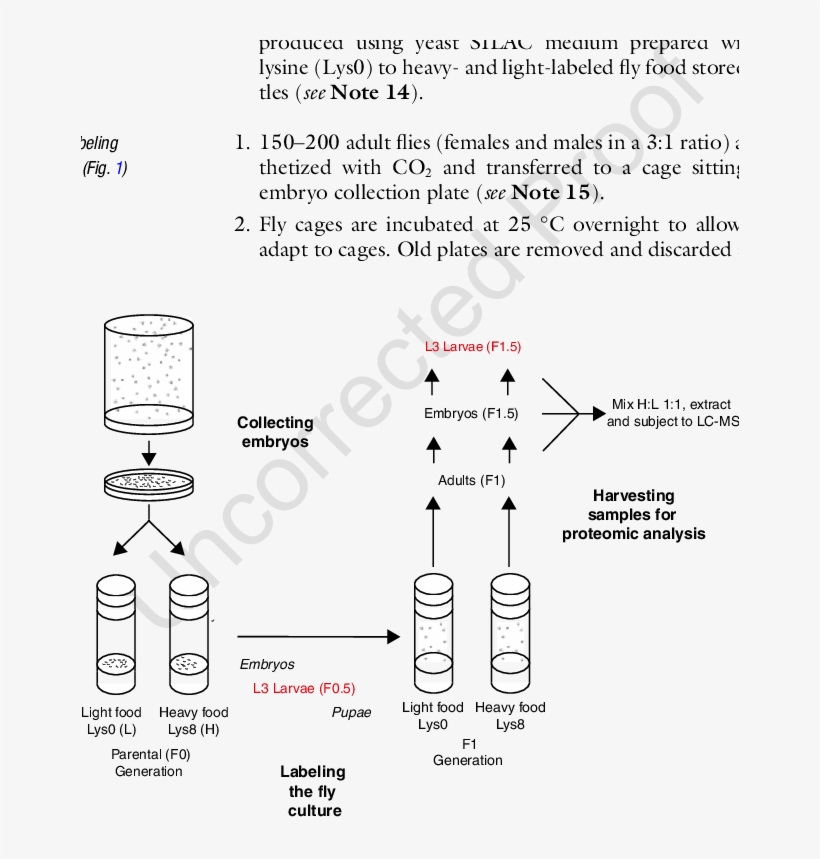 Embryo Collections Are Performed In Cages, transparent png